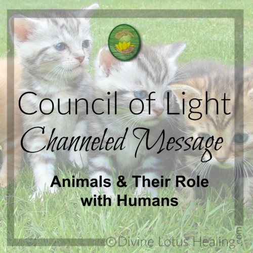 Divine Lotus Healing Council of Light Channeled Message Animals and Their Role with Humans