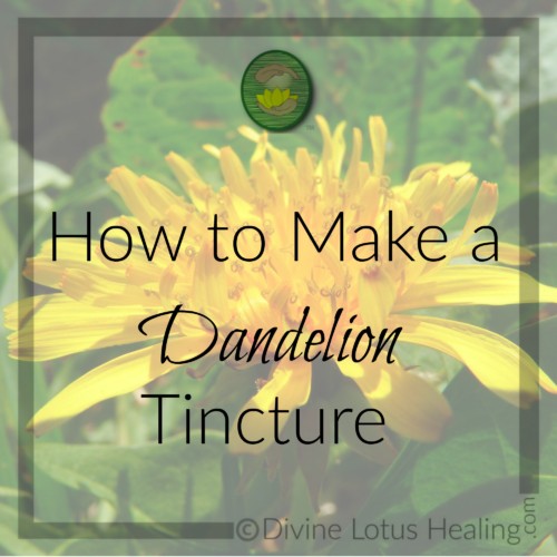 Divine Lotus Healing | How to Make a Dandelion Tincture