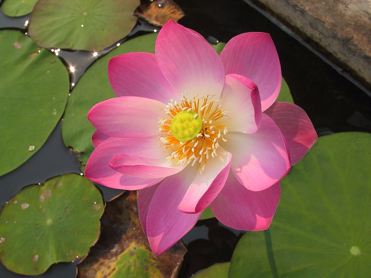 Divine Lotus Healing | Reiki & Spiritual Guidance for Empowered Living
