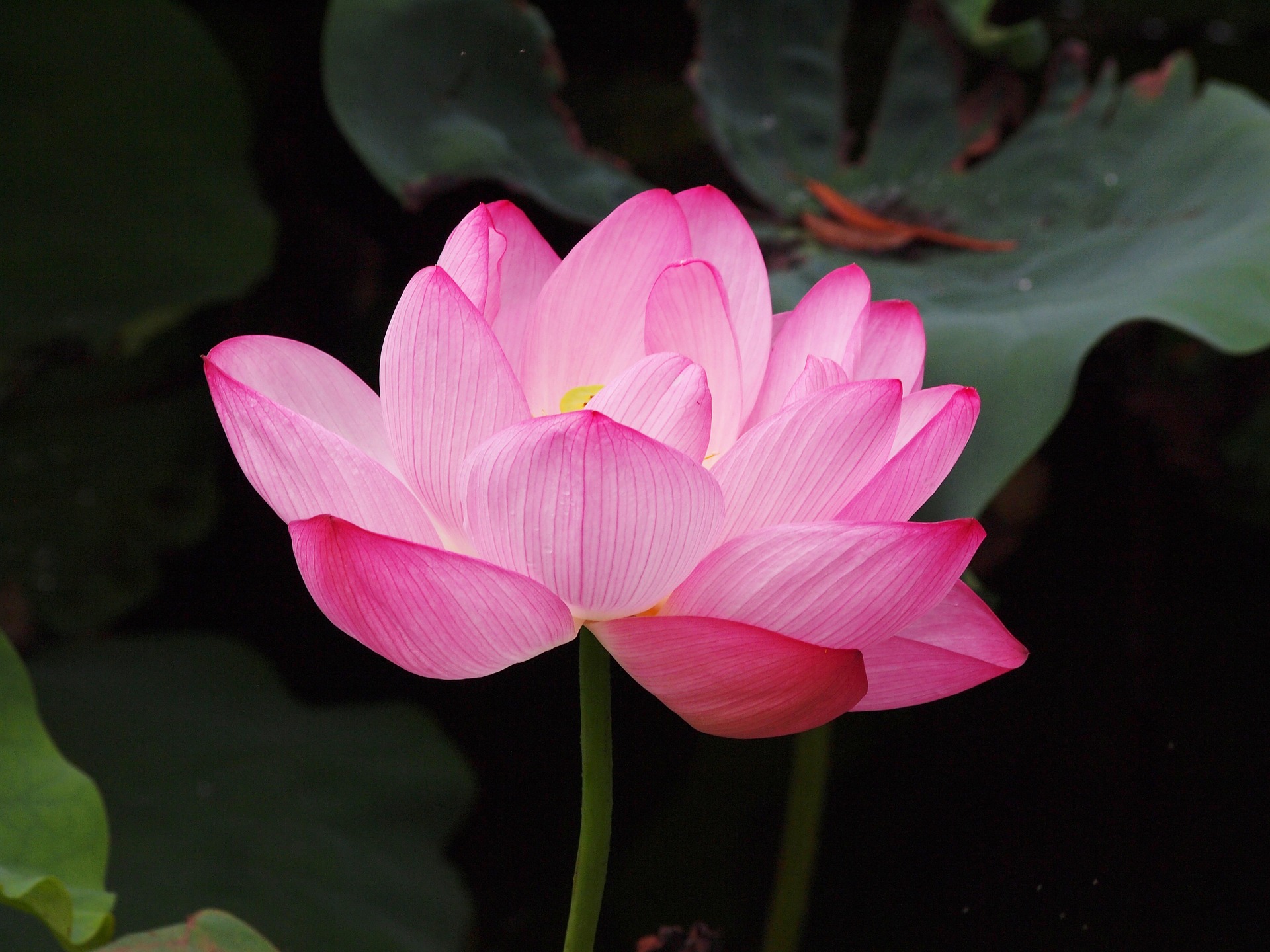 Divine Lotus Healing Reiki & Spiritual Guidance for Empowered Living