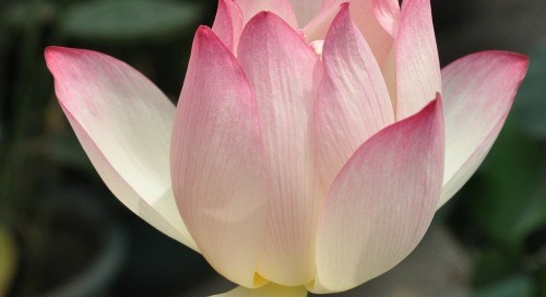 Divine Lotus Healing | How to Declutter the Energy in Your Home (a guest post)