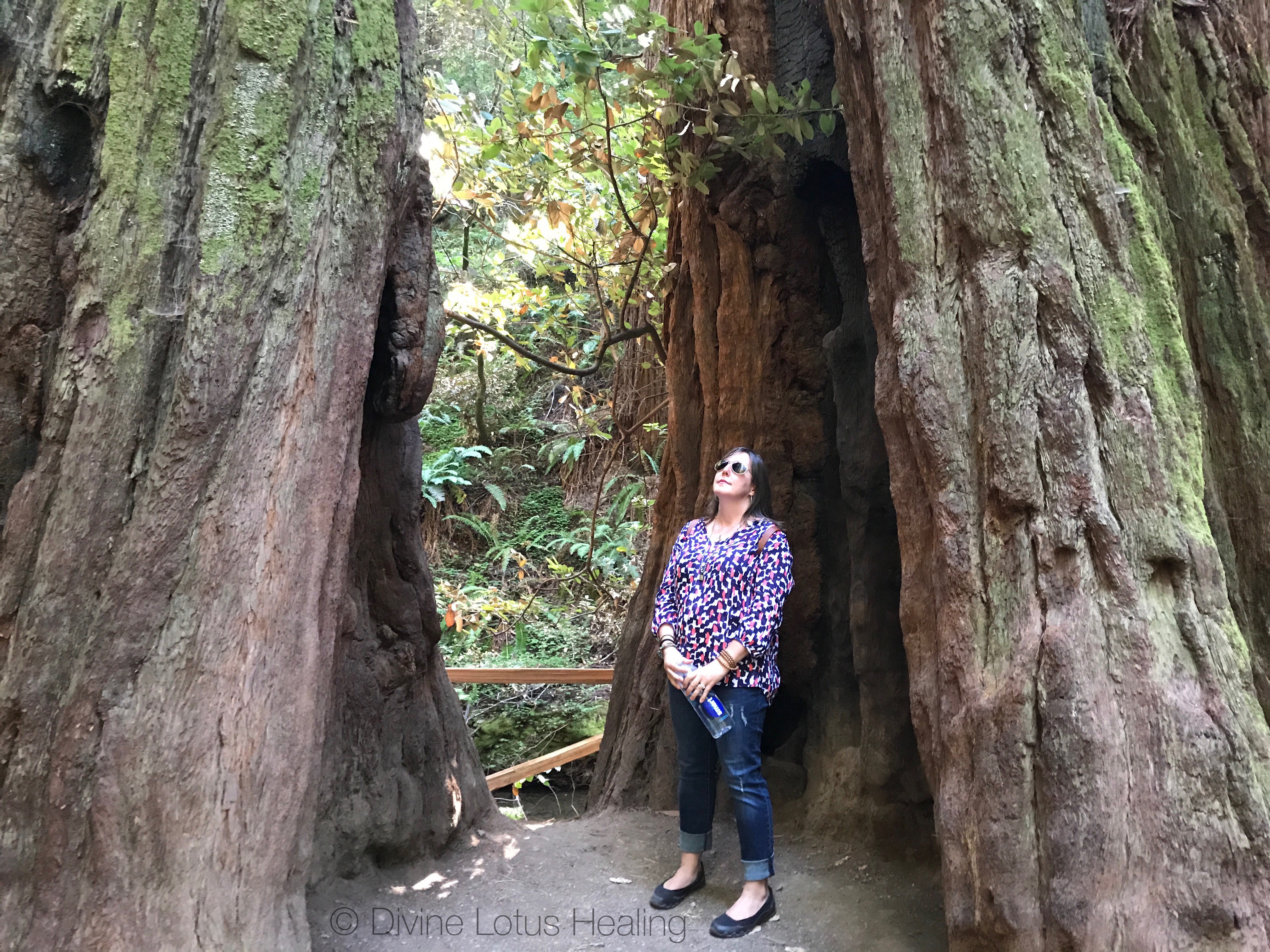 Divine Lotus Healing Redwoods Channeled Message Tree Inside