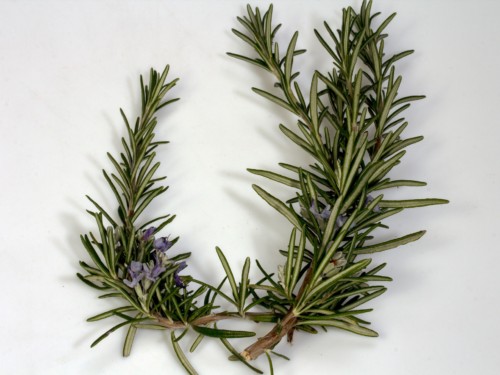 Divine Lotus Healing Rosemary Constipation Support