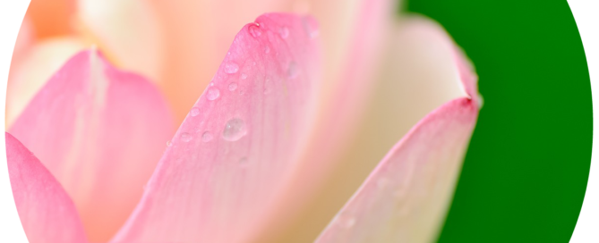 Close-up of pink lotus petals with water droplets.